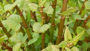 What is Japanese knotweed and how does it affect your mortgage?